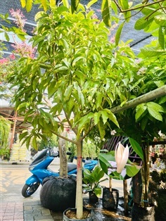 ต้นจำปี