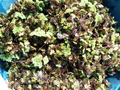 แหนแด แหนเป็ด