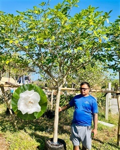 ต้นพุดกุหลาบ