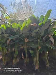 ซิก้า1.5-2.5ม.