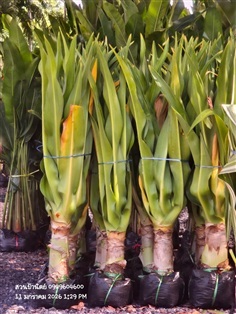 พลับพลึงสีขาว1ม.