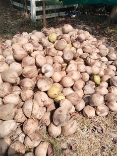 มะพร้าวน้ำหอมต้นเตี้ยกลิ่นใบเตย ขายผลแก่ ลูกค้านำไ