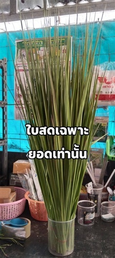 หญ้าคา ตัดเฉพาะส่วนปลายยอด (สำหรับงานประดิษฐ์)