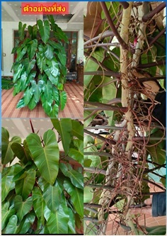 กอใหญ่ ฟินโลมรกตแดง ฟิโลเดนดรอนมรกตแดง Philodendro