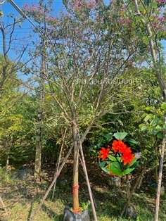 ต้นคอร์เดีย