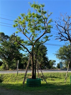 ต้นพยุง