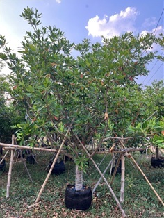 ต้นกระดิ่งนางฟ้า (ไคร่ย้อย)