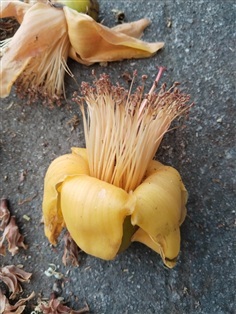 งิ้วป่าดอกเหลือง ขายเมล็ดพันธุ์/ต้นกล้า/เกสรดอก