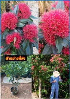 ต้นรักแรกพบ สีชมพู Golden Penda First Love Xanthos