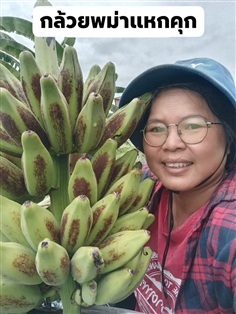 กล้วยพม่าแหกคุก ขายหน่อปลูก