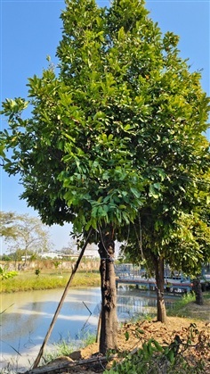 ต้นมะพลับทอง