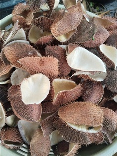 สวาด สมุนไพรสวาด ขายเปลือกผลตากแห้ง