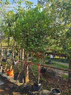 แก้วพวงดวงใจ2"