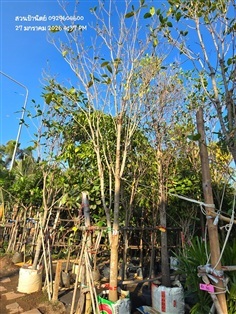 พุดภูเก็ต5" กำลังแตกใบใหม่