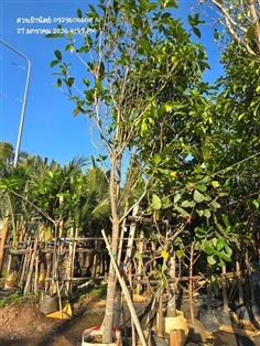 พุดภูเก็ต4"+