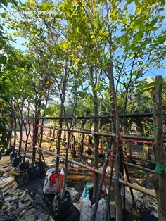 ต้นชะแมบหรือทองนพเก้า 2" กำลังแตกใบใหม่