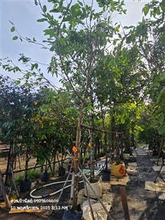 ต้นพยอม 2",3"