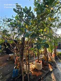 เกล็ดกระโห้ด่าง