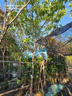 กระท้อนปุยฝ้าย3"