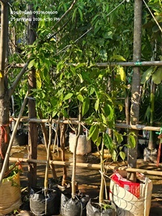 กระดังงาสงขลา