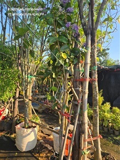 พวงคราม