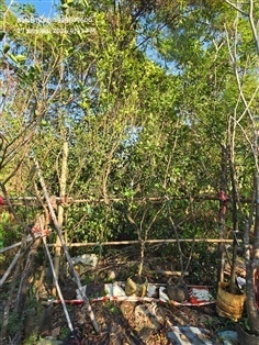 มะนาวหอม