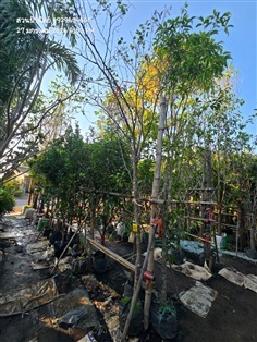 กาหลงสีขาว หน้า2