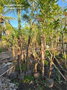 พุดมาลัย ไม้ตัดแตกใหม่