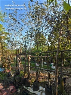 รวงผึ้ง ไม้คู่