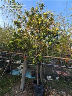 รักแรกพบหน้า2อ้วน สีเหลือง