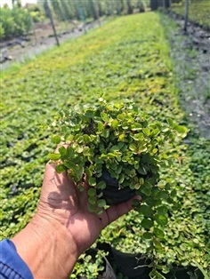 หญ้าใบต่างเหรียญ