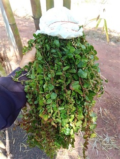 หญ้าใบต่างเหรียญ ล้างราก 