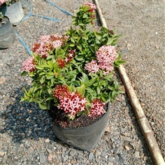 ต้นเข็ม