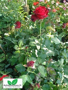 กุหลาบ ดอกกุหลาบ ต้นดอกกุหลาบ