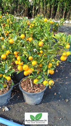 ส้มจี๊ด ต้นส้มจี๊ด