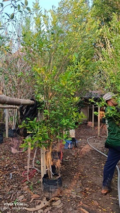 ส้มจี๊ด 