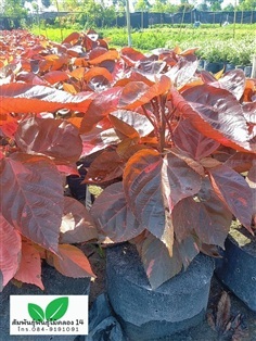 หูปลาช่อนแดง