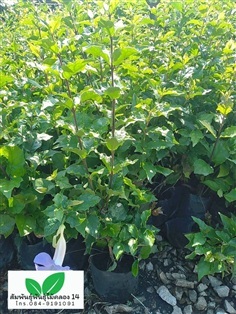 ต้นช้องนางดอกม่วง