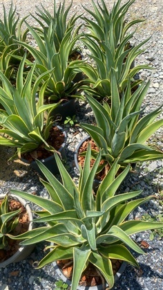 อากาเว่ ปากนกแก้ว (ด่างขอบเหลือง)