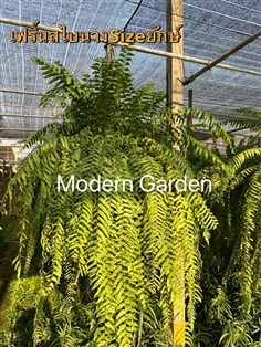 ??เฟริ์นสไบนางไซส์ใหญ่ ใบยาวสวยจากสวน ตะกร้า17นิ้ว