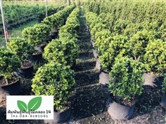 ไทรคอมแพค ไทรพุ่มกลม 