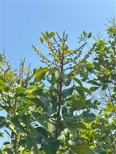 ต้นเงาะ โรงเรียน