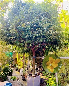 ต้นลำดวน