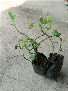 ต้นพันธุ์  ถั่วบราซิล ถุงดำพร้อมปลูก  30 บาท 