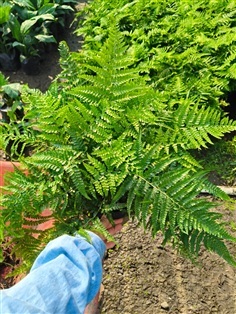 เฟิร์นอันดามัน