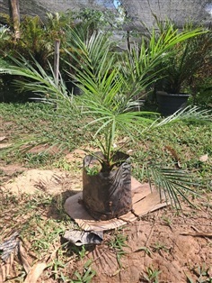 ต้นกล้าสิบสองปันนา