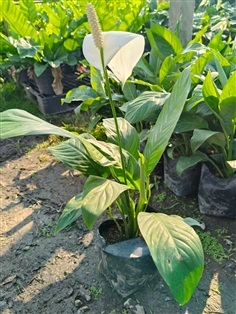 ต้นเดหลีใบโพธิ์