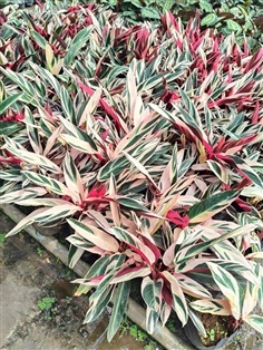 นางพญาคล้าทอง