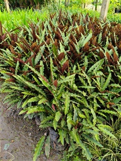 ต้นคล้าริบบิ้นยักษ์