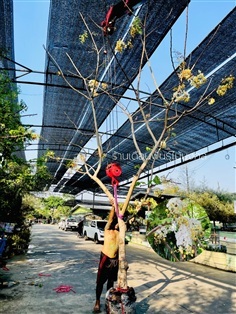 ต้นคูณขาว